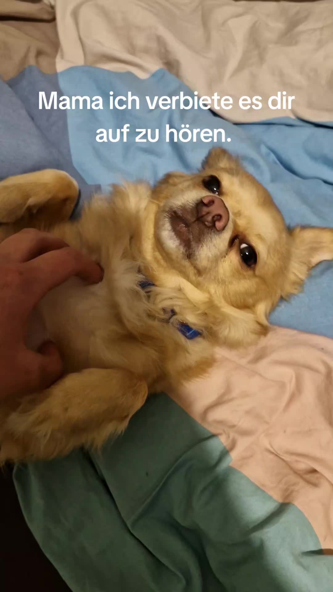 @Katinka, Peach 🐴 und Toffee🐶