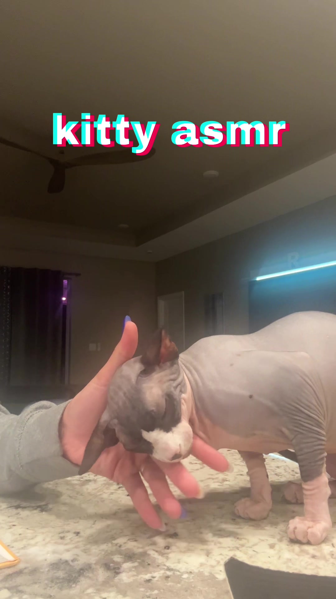 @BomboCats