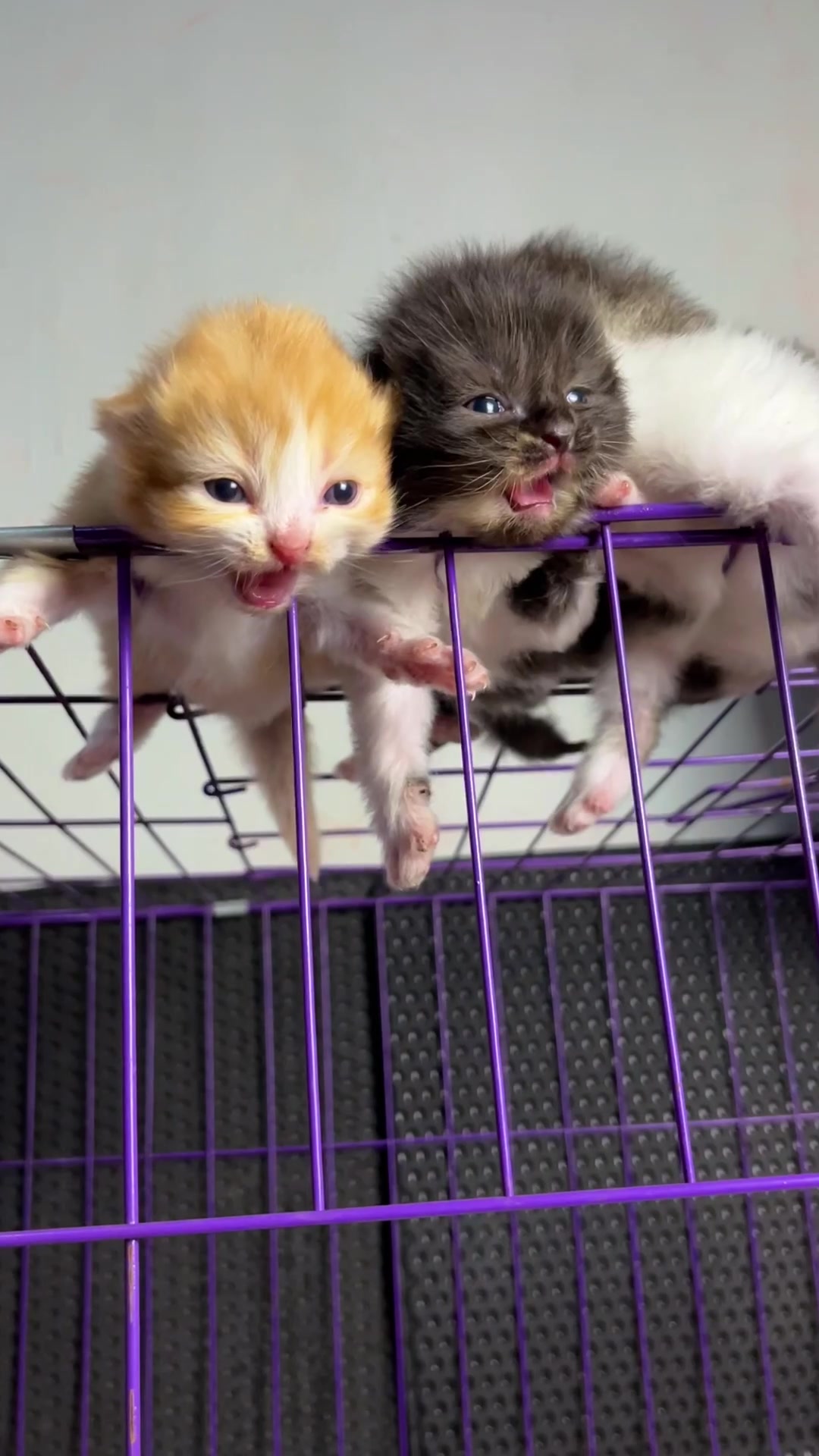 @Republic Of Cat