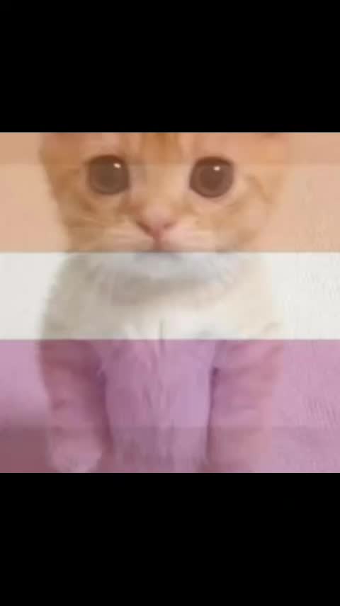 @ꜱʜɪʀɪɴ ᴅᴀᴠɪᴅ ʀᴀɴᴛꜱ🥂