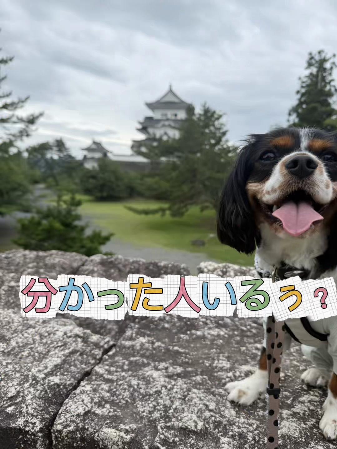 @じゃんけんぽん太🇬🇧🐶🇺🇸💎