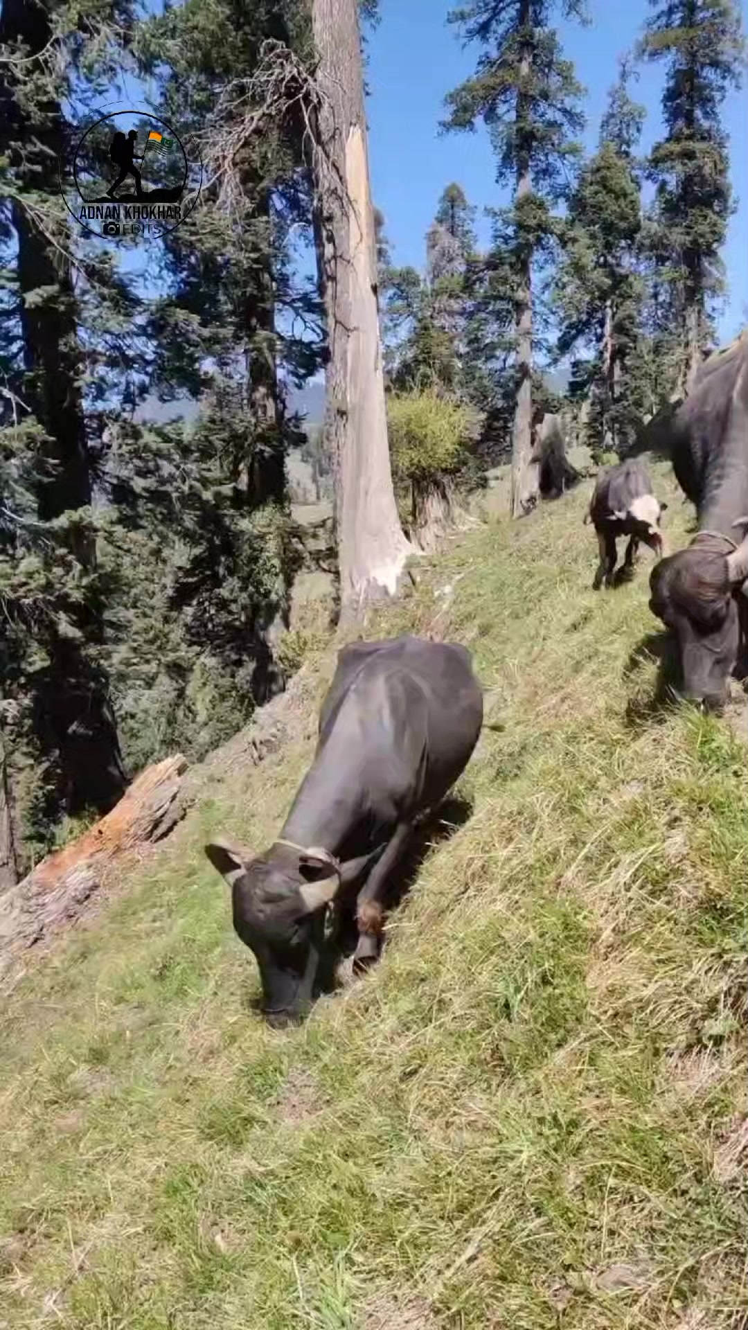 @Khokhar Sarkar 🦅