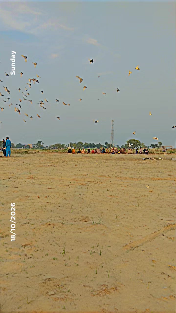 @عدیل رحمن لیہ وال کبوتر باز
