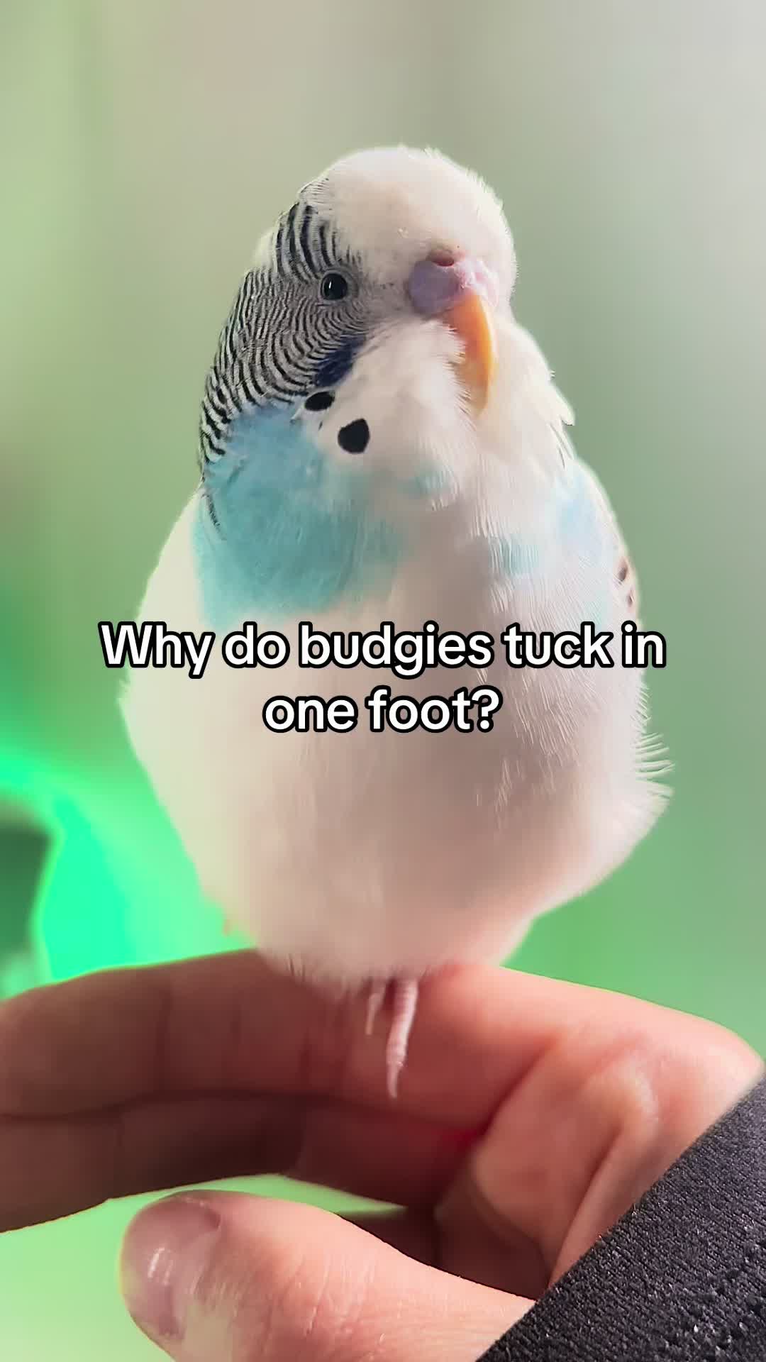 @Tiny Tweets