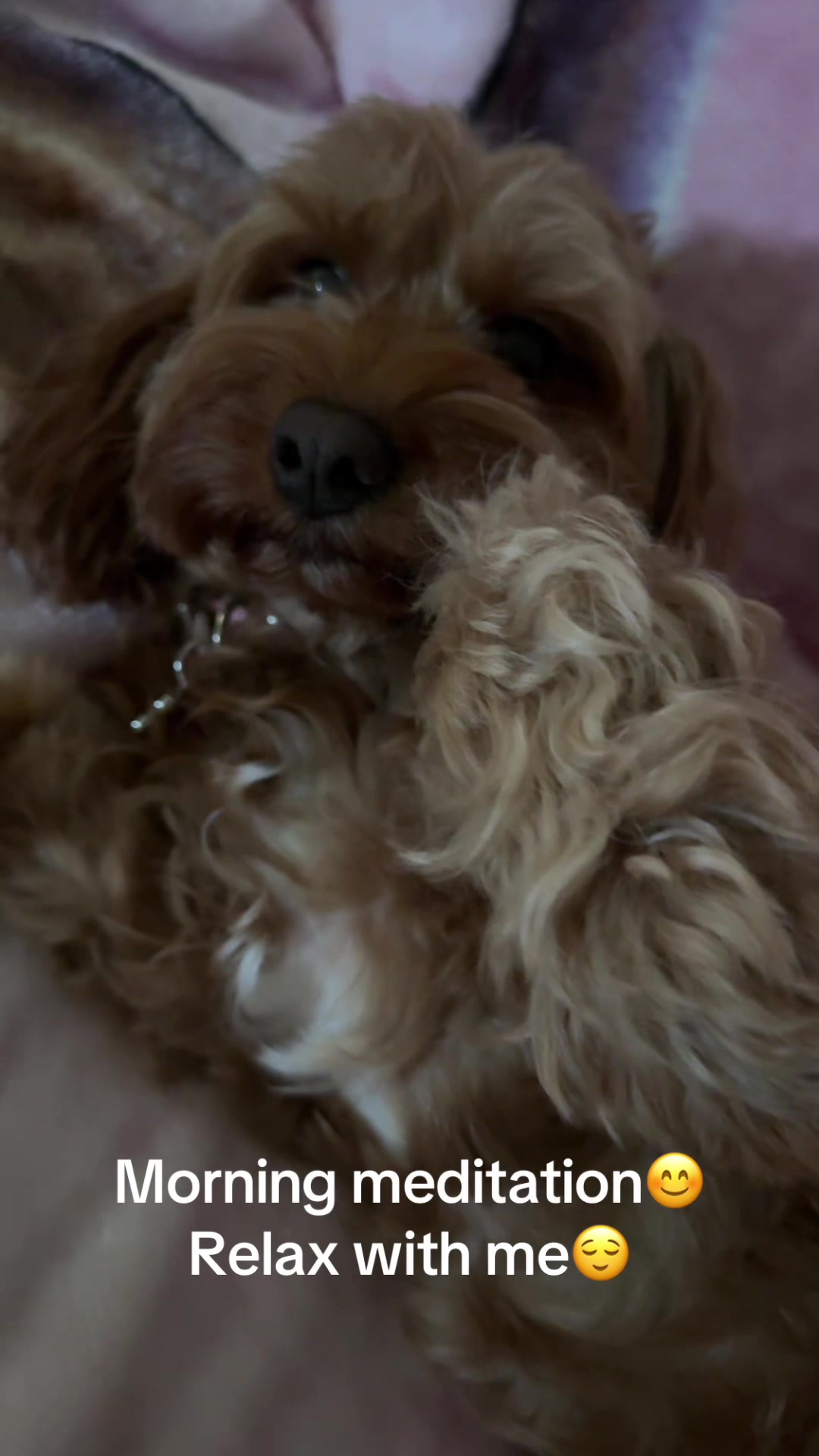 @Teddy the cutie pie