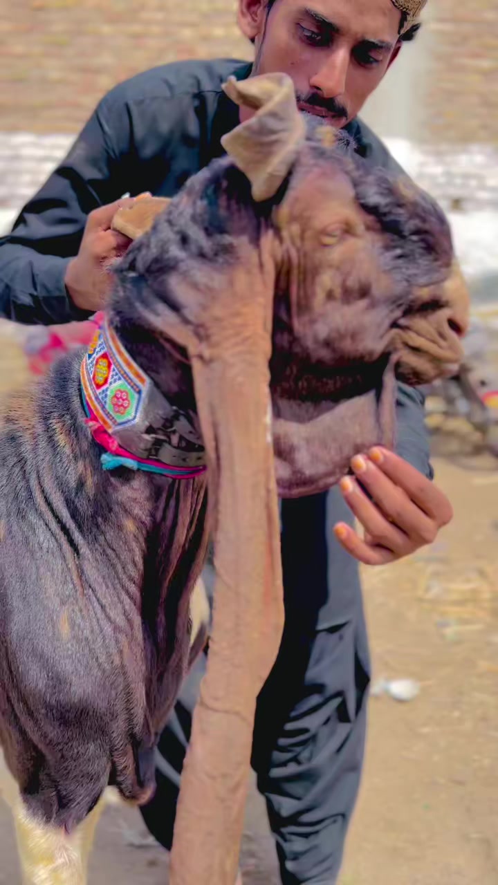 @✨.زاهد سولنگي واپاري. 🐐