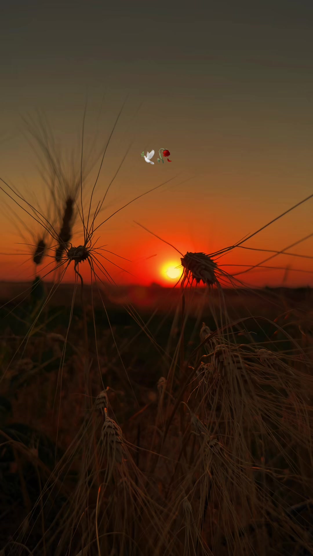 @𝓞𝓷𝓼𝓮𝓴𝓲𝔃𝓪𝓻𝓪𝓵ı𝓴