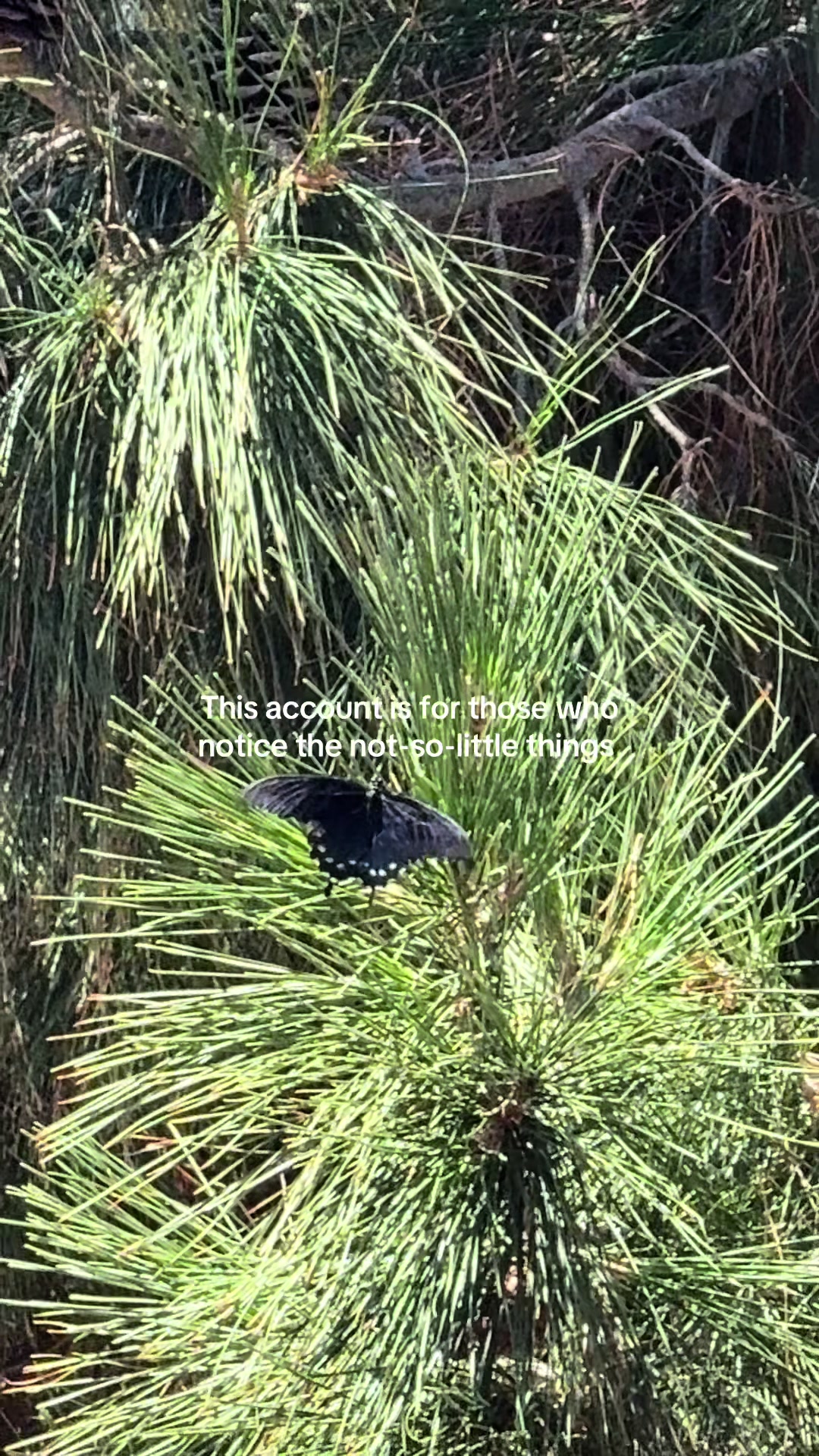 @⋆.˚☾⭒.𝒋𝒂𝒛𝒎𝒊𝒏𝒆❀⋆.ೃ࿔*