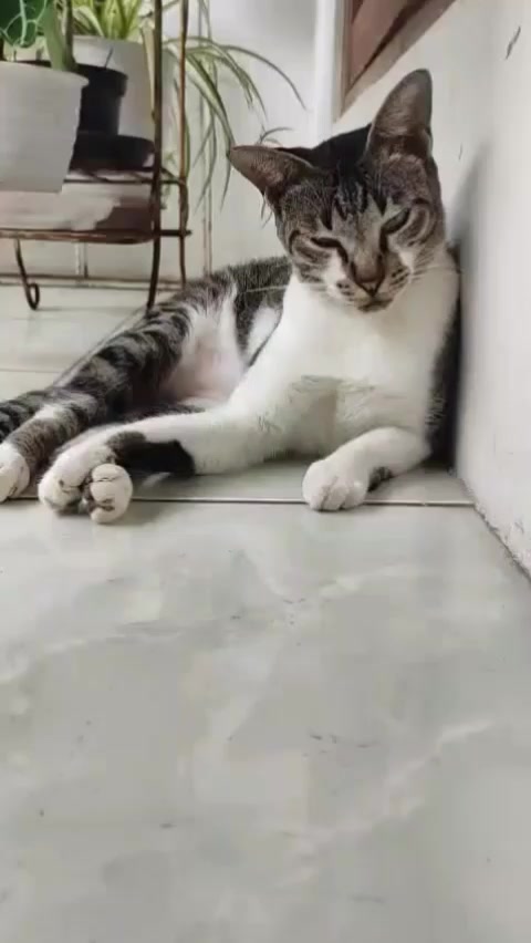 @cimba😺