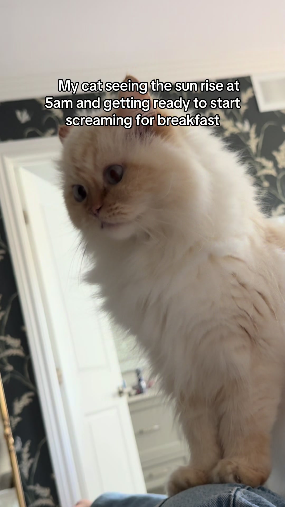 @Krista & Cats: BamBam & Bonnie