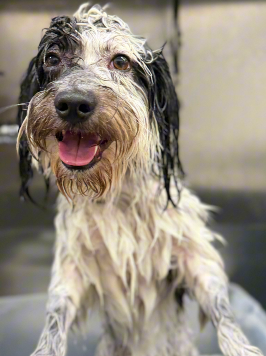 @Petness_Wandererhub