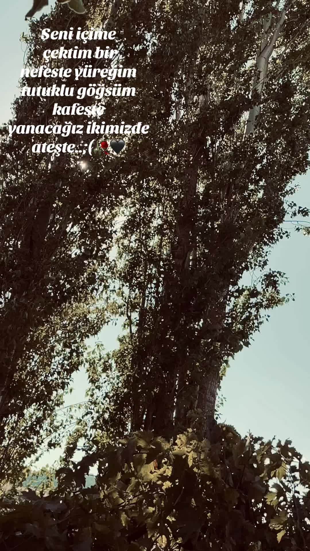 @❤️🩹buzlar kraliçesi.35❤️🩹