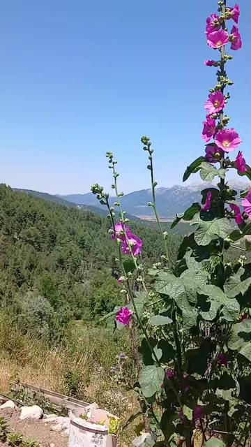 @32Yörük kızı Mercan Gül32