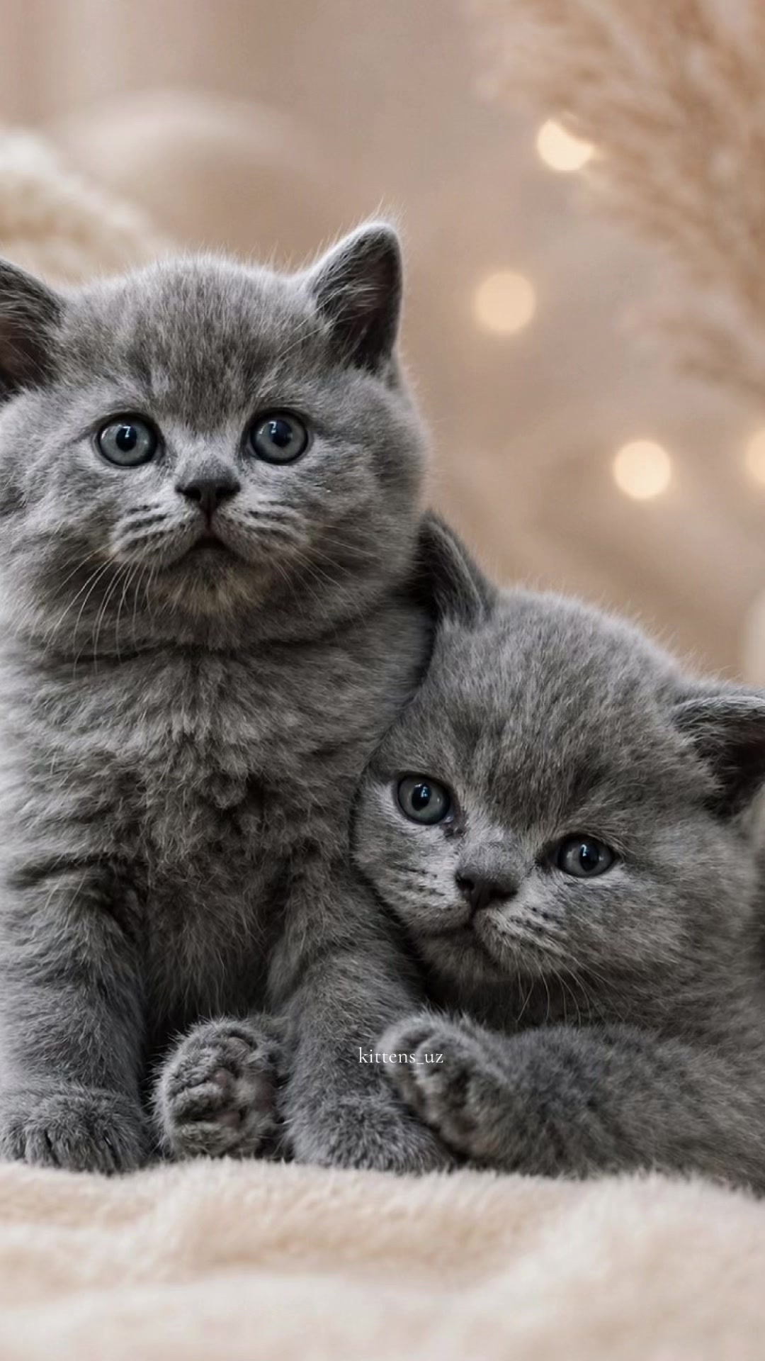@kittens_uz