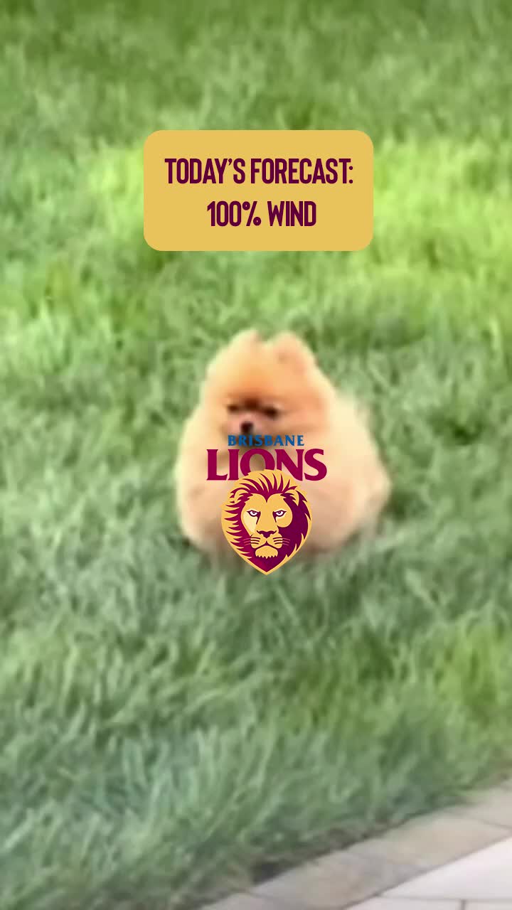 @Brisbane Lions 🦁