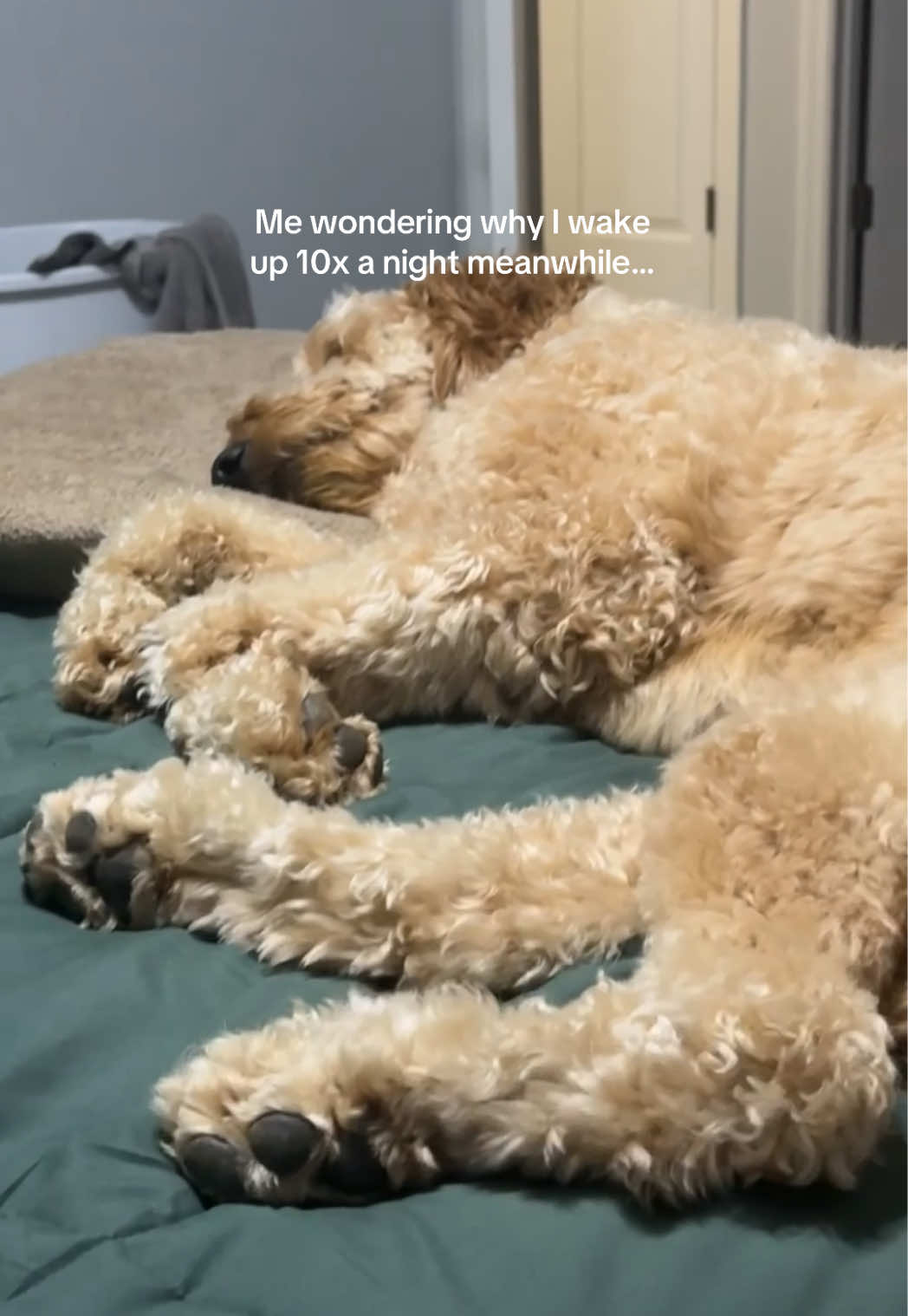 @Life.of.Penny Poo