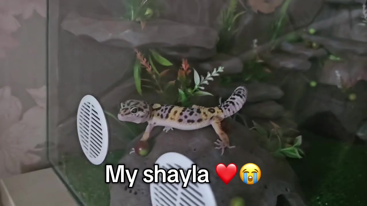 @Баранина🐑