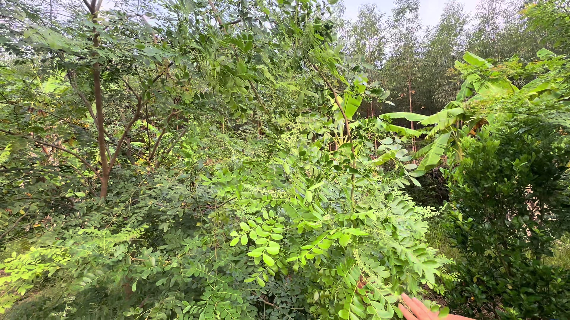 @Nh&agrave; Vườn Vũ Mai