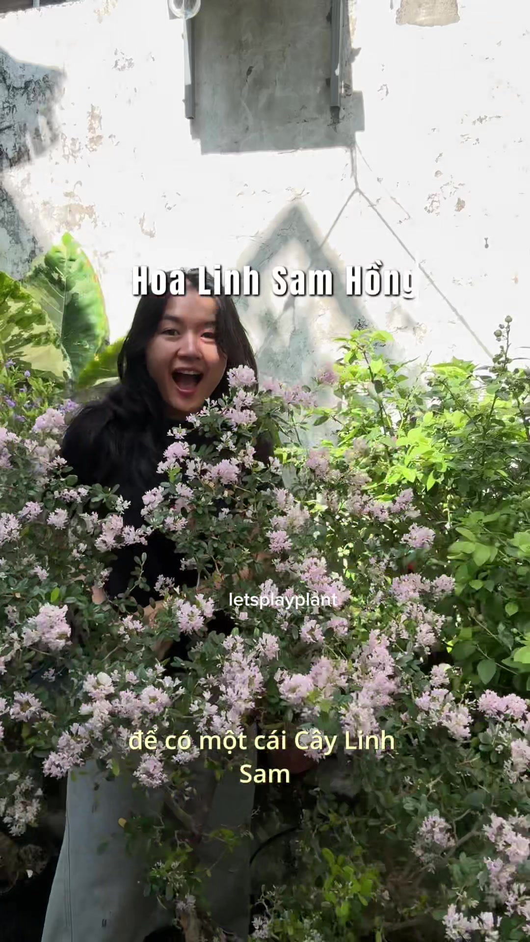 @Tú Nhi - Let's play plant