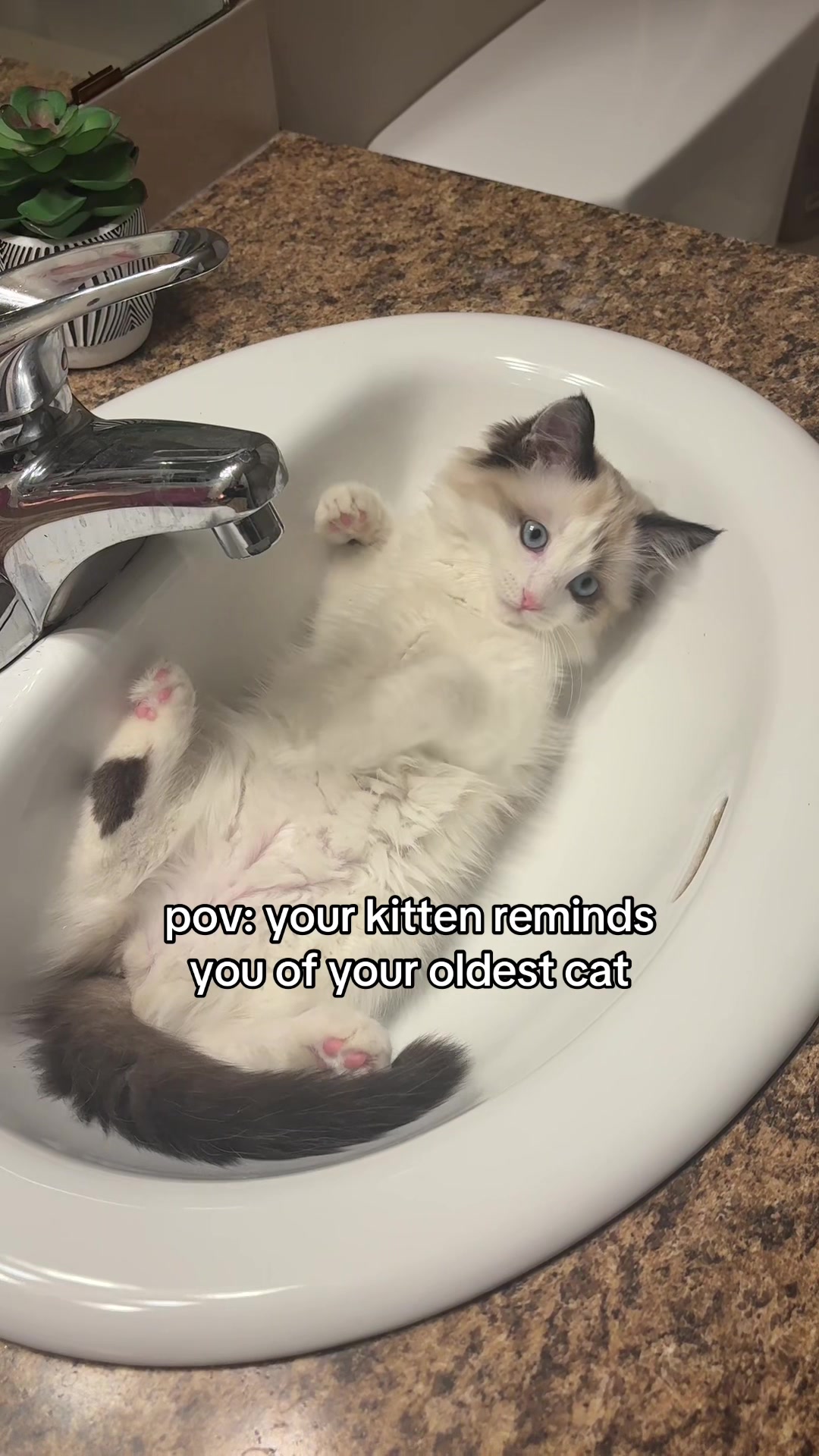 @Nyla the Cat 😼✨