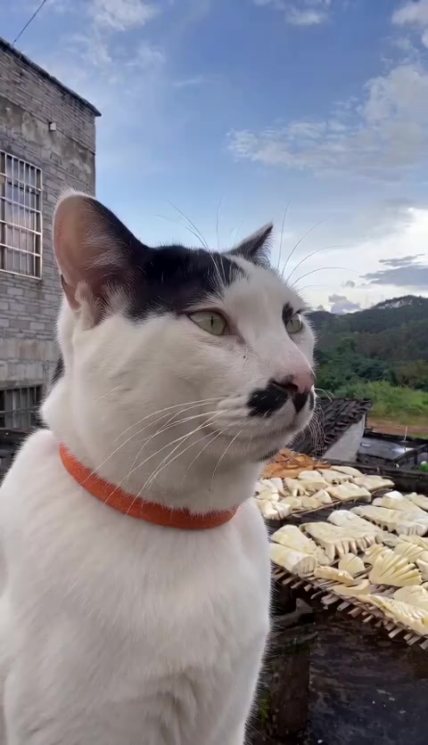 @🇸🇬 班尼薯叔1111