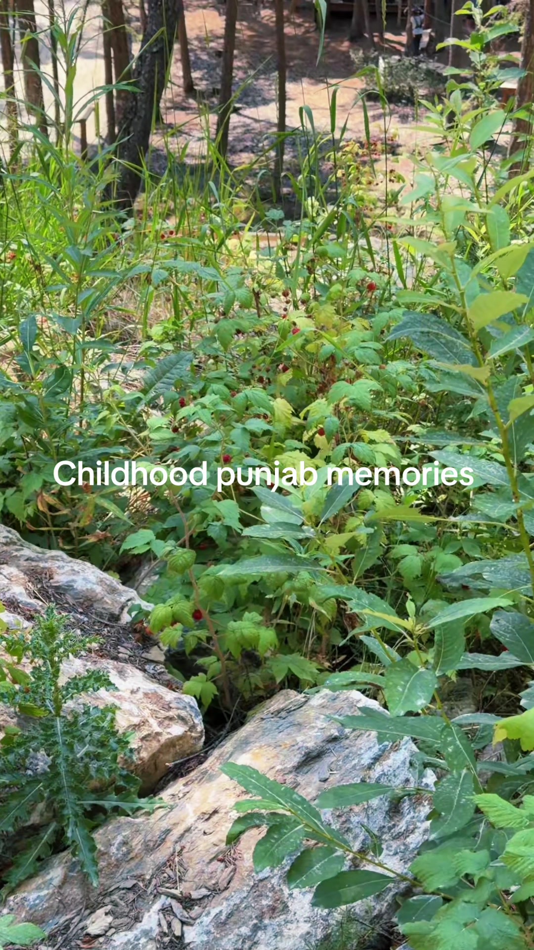 @Punjab virasat Edmonton