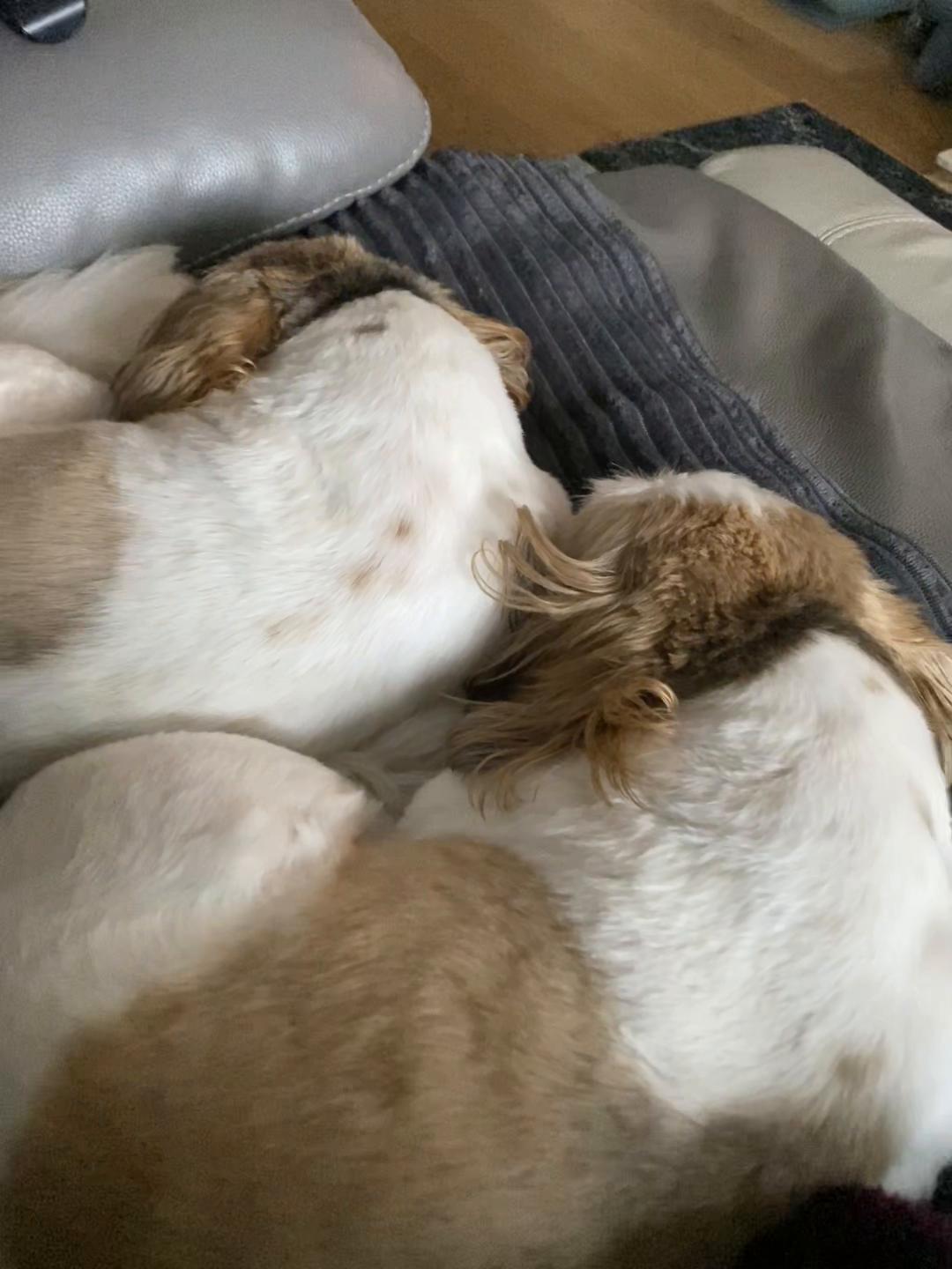 @Dotty and Daisy Shihtzu