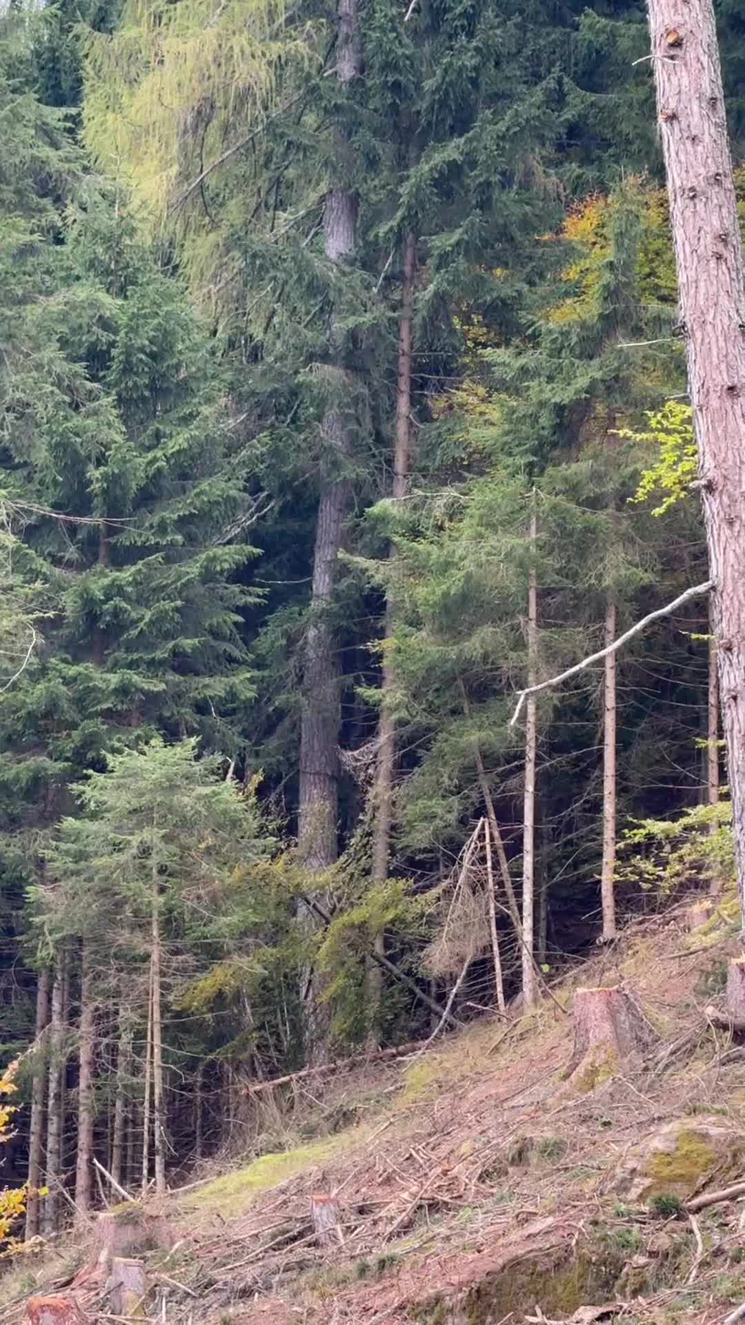 @forestexport