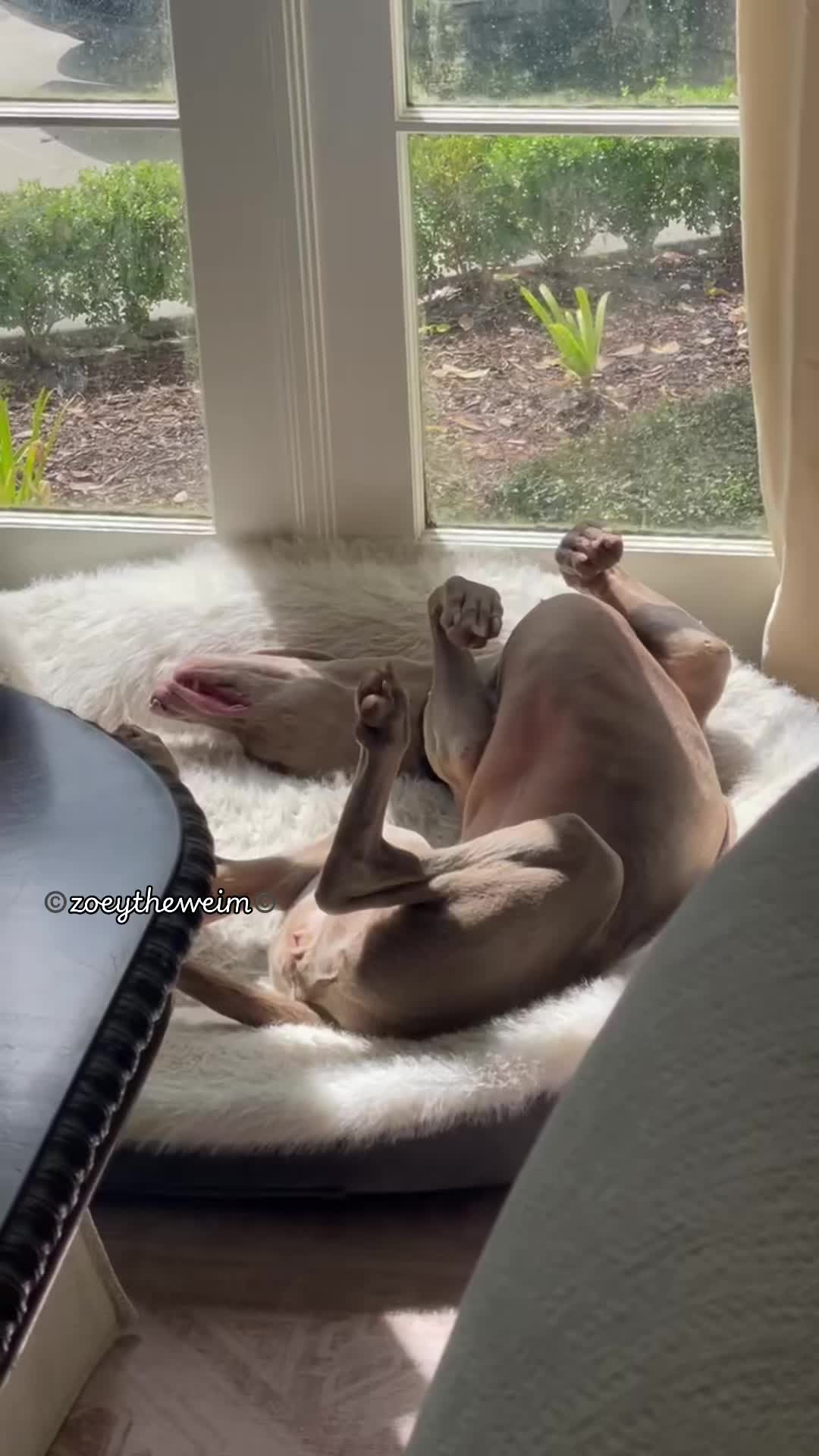 @Zoey the Weim