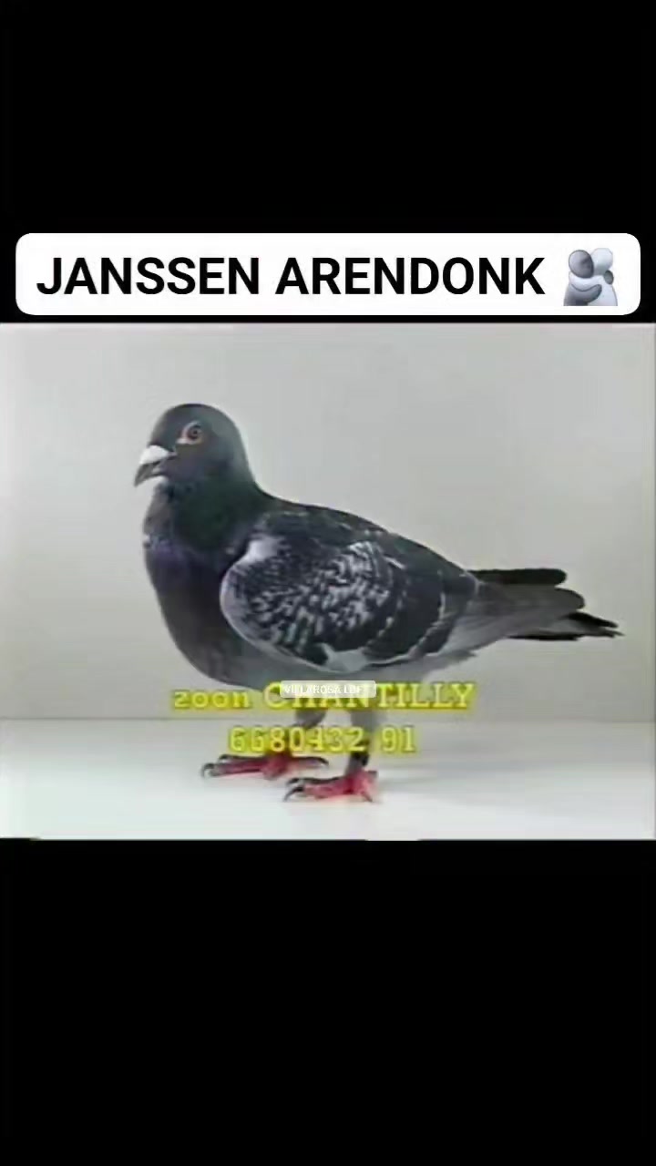 @Ren iBonatiks TV