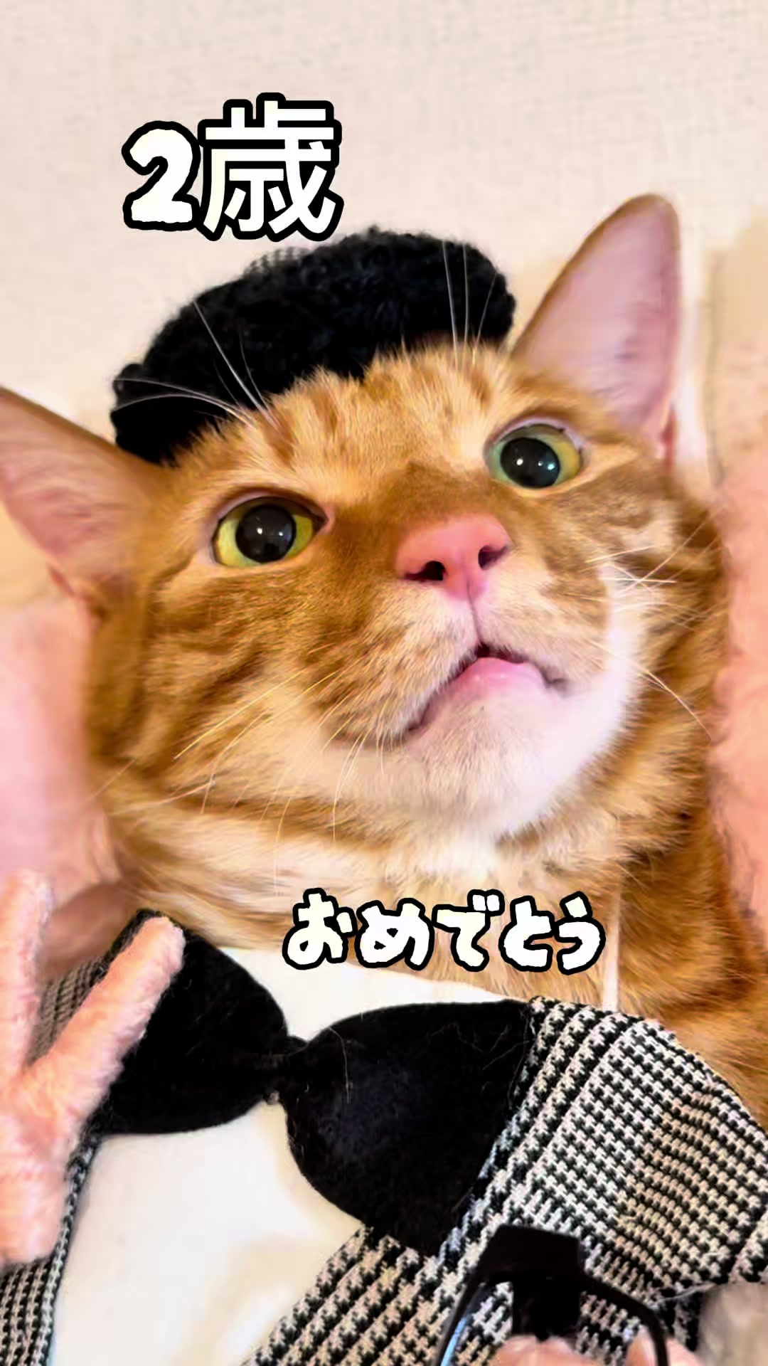 @猫の神様