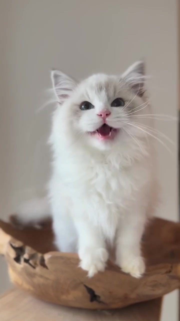 @I love ragdolls❤️