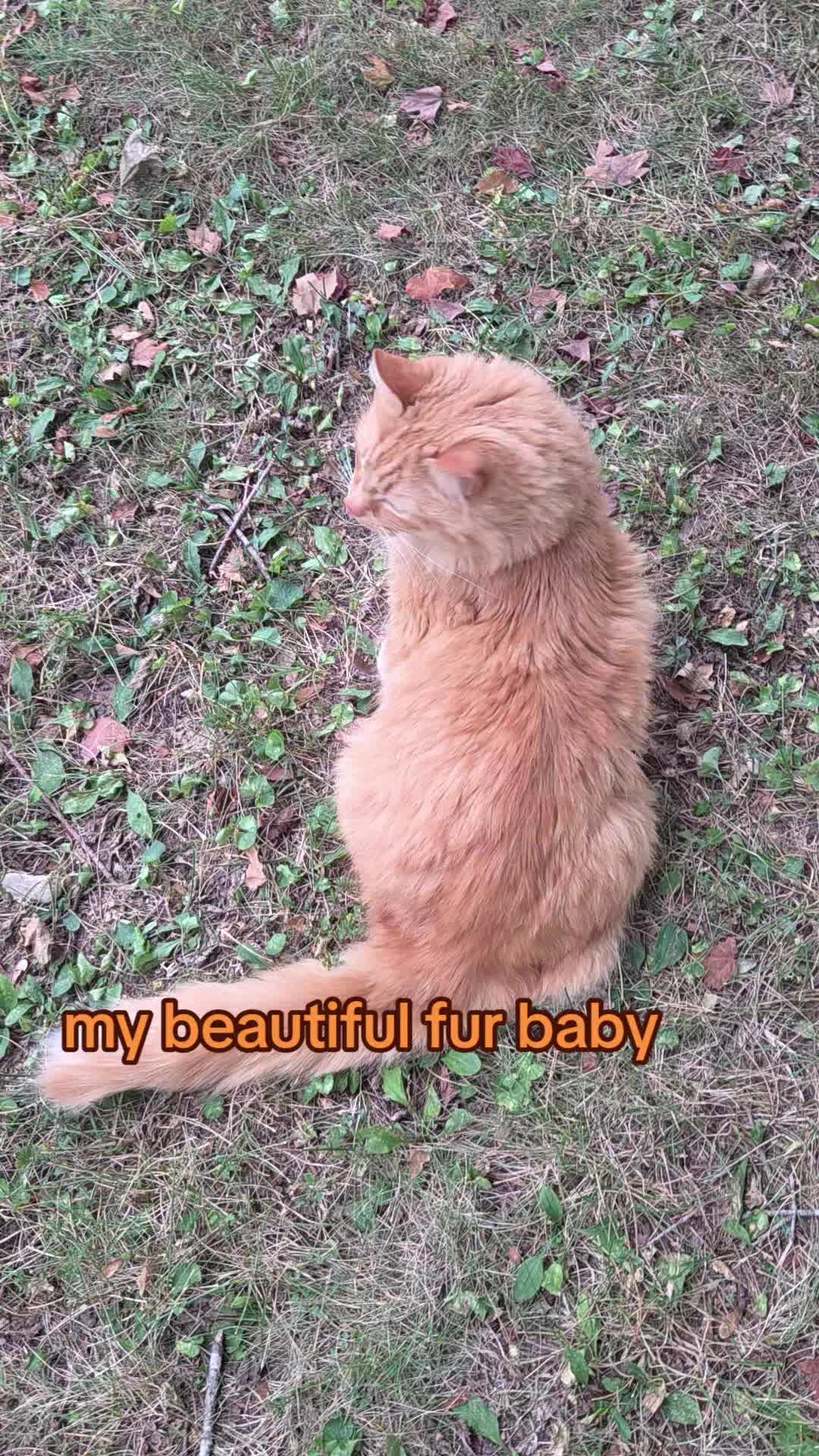 @Cindy🐈