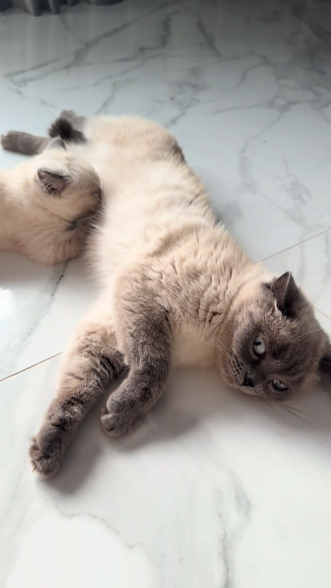 @Трускавецька киця 😻