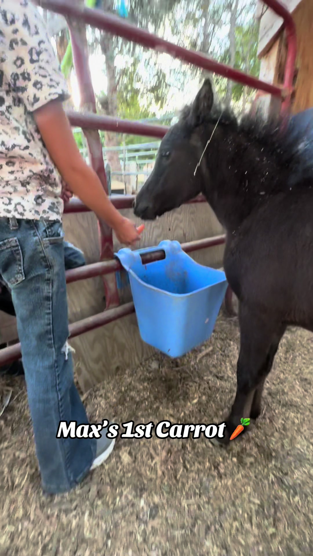 @Hot Sauce the Mini horse 🐎