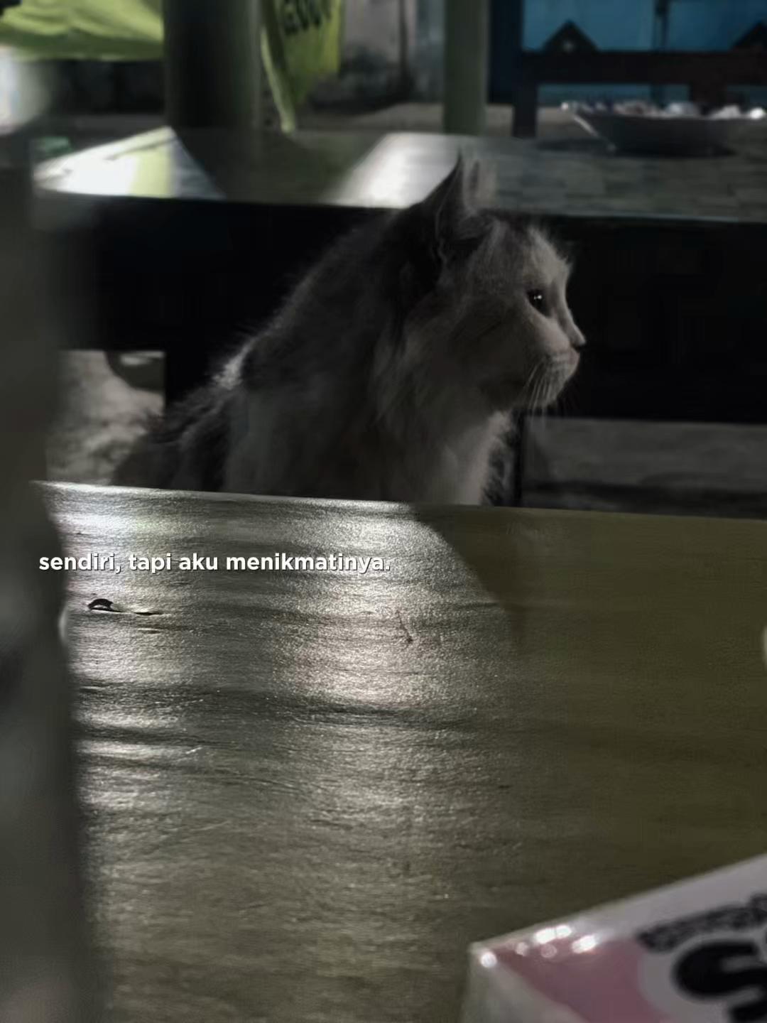 @mas vik_