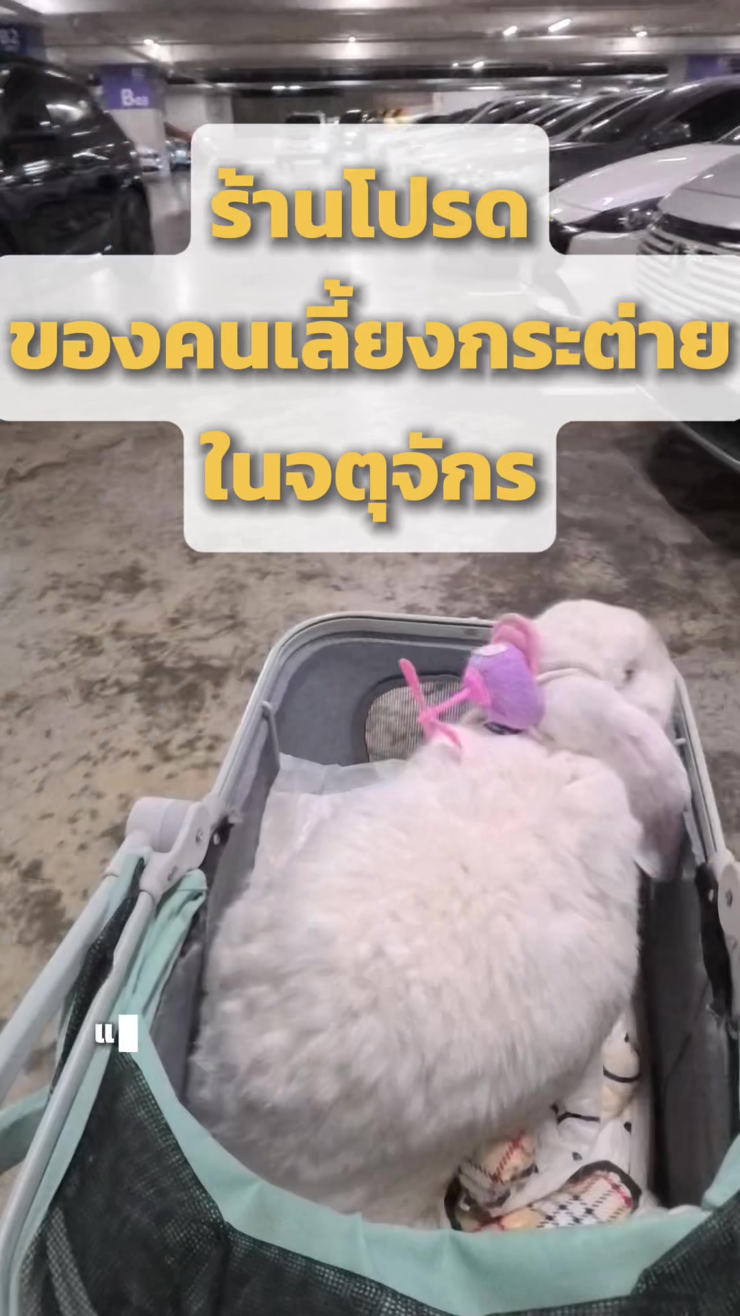 @WelovepetsbyPamornchaiSupply