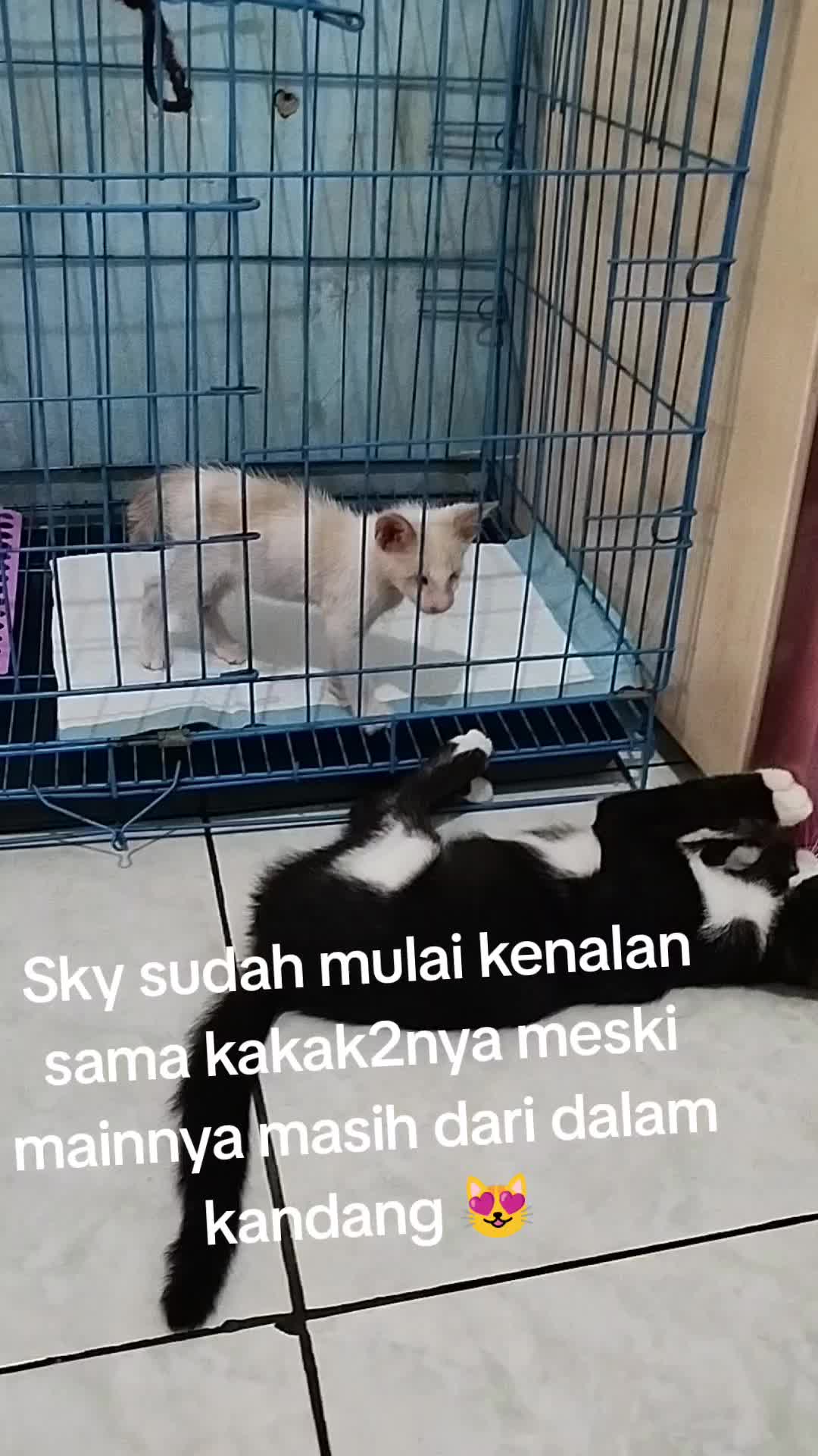 @Antasari.Intan