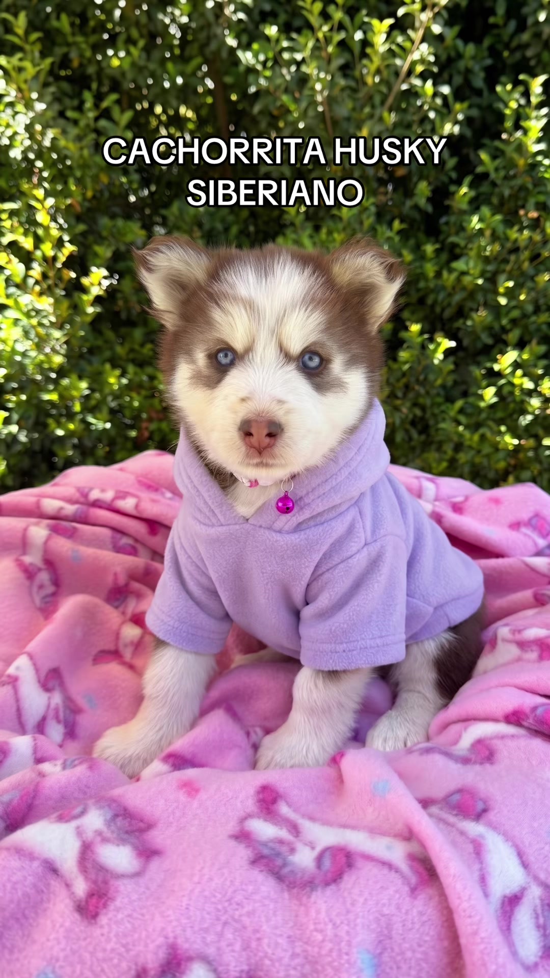 @Super Pet Ecuador 🇪🇨 🐶