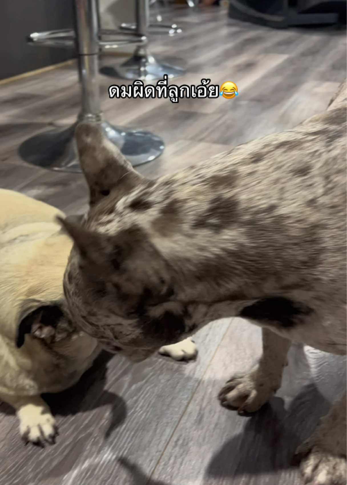 @ทีน่าร้อยโลมูจนได้จดทะเบียนออส