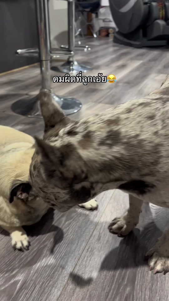 @ทีน่าร้อยโลมูจนได้จดทะเบียนออส