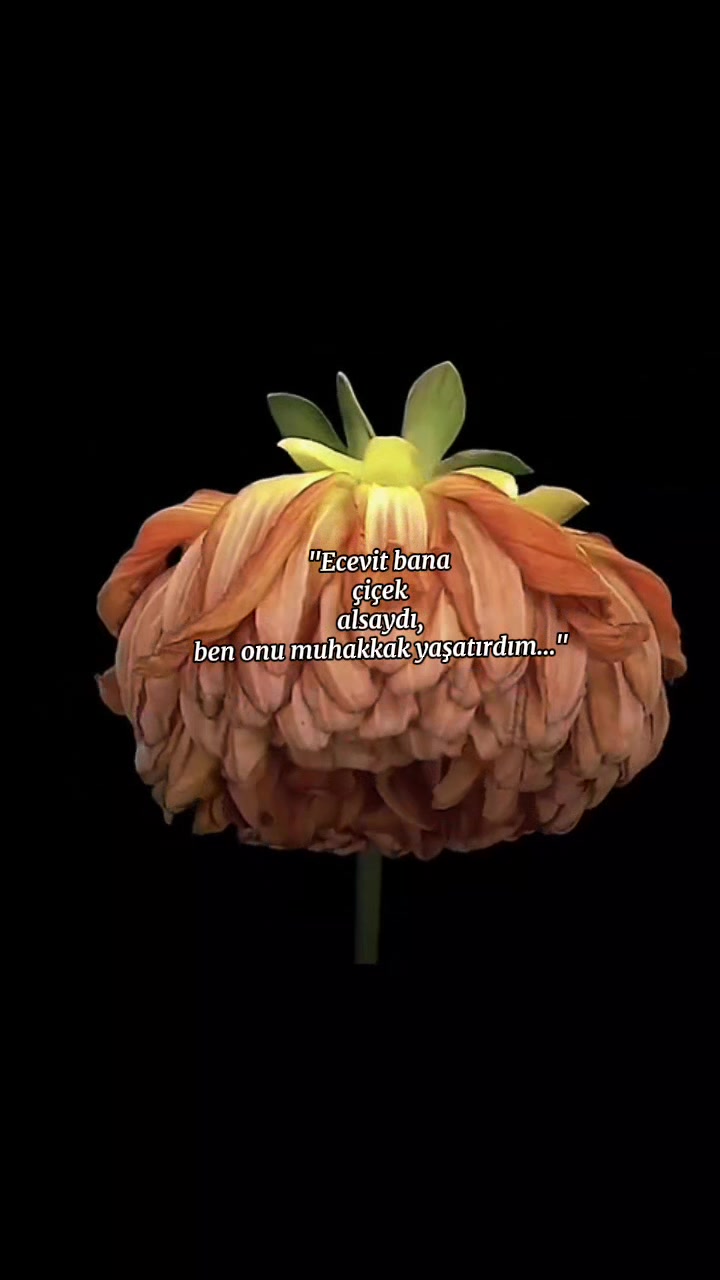 @firuzɛ⚘️