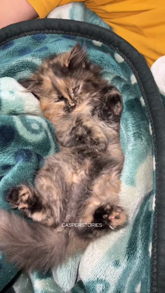 @𝑪𝒂𝒔𝒑𝒆𝒓 & 𝑴𝒊𝒏𝒏𝒊𝒆 🐾