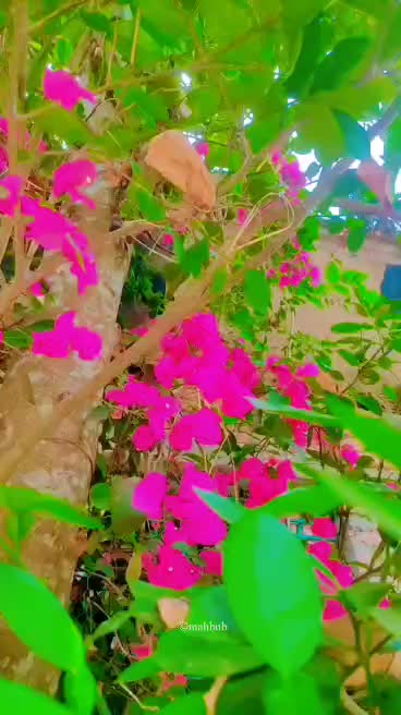 @Asiya Moon,🌸🌸