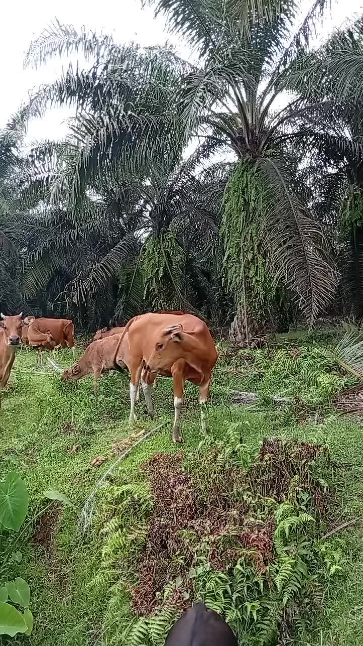 @syafrida