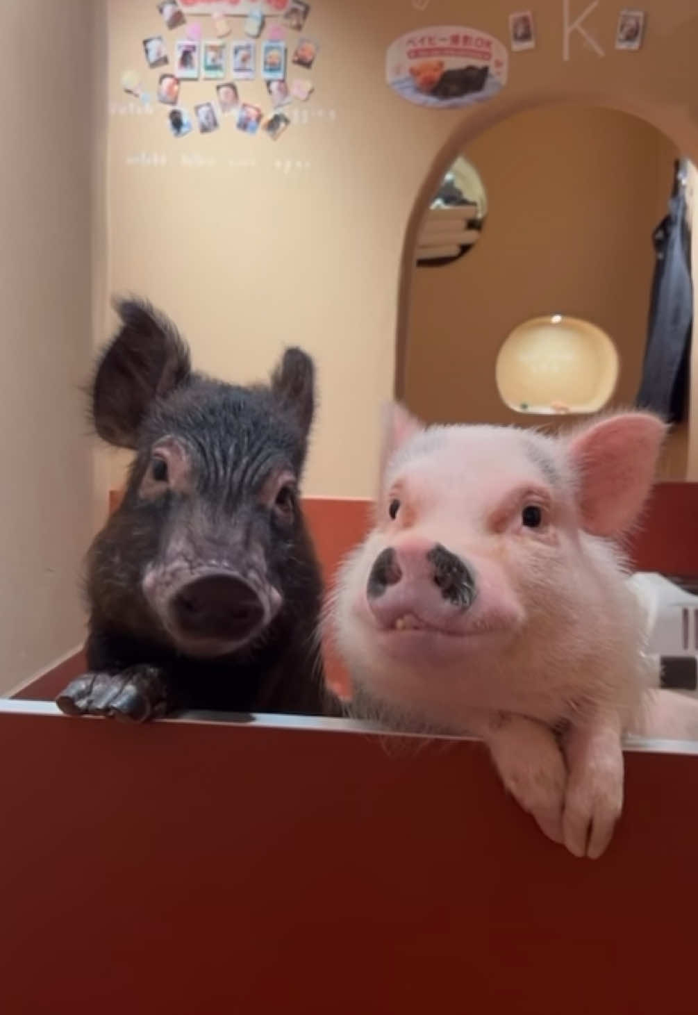 @pignic