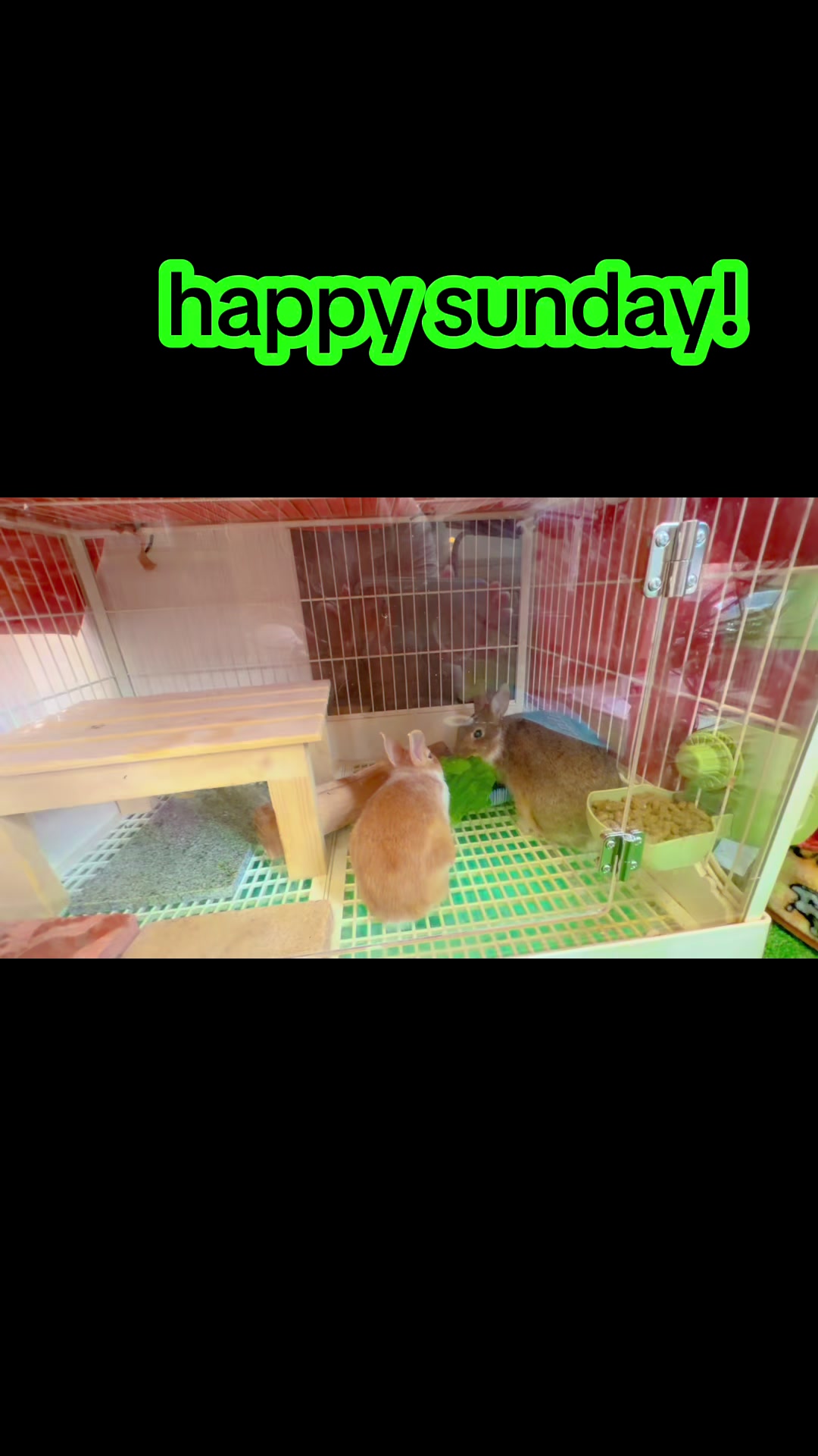 @🐩Momofpets🐾🐇🐢
