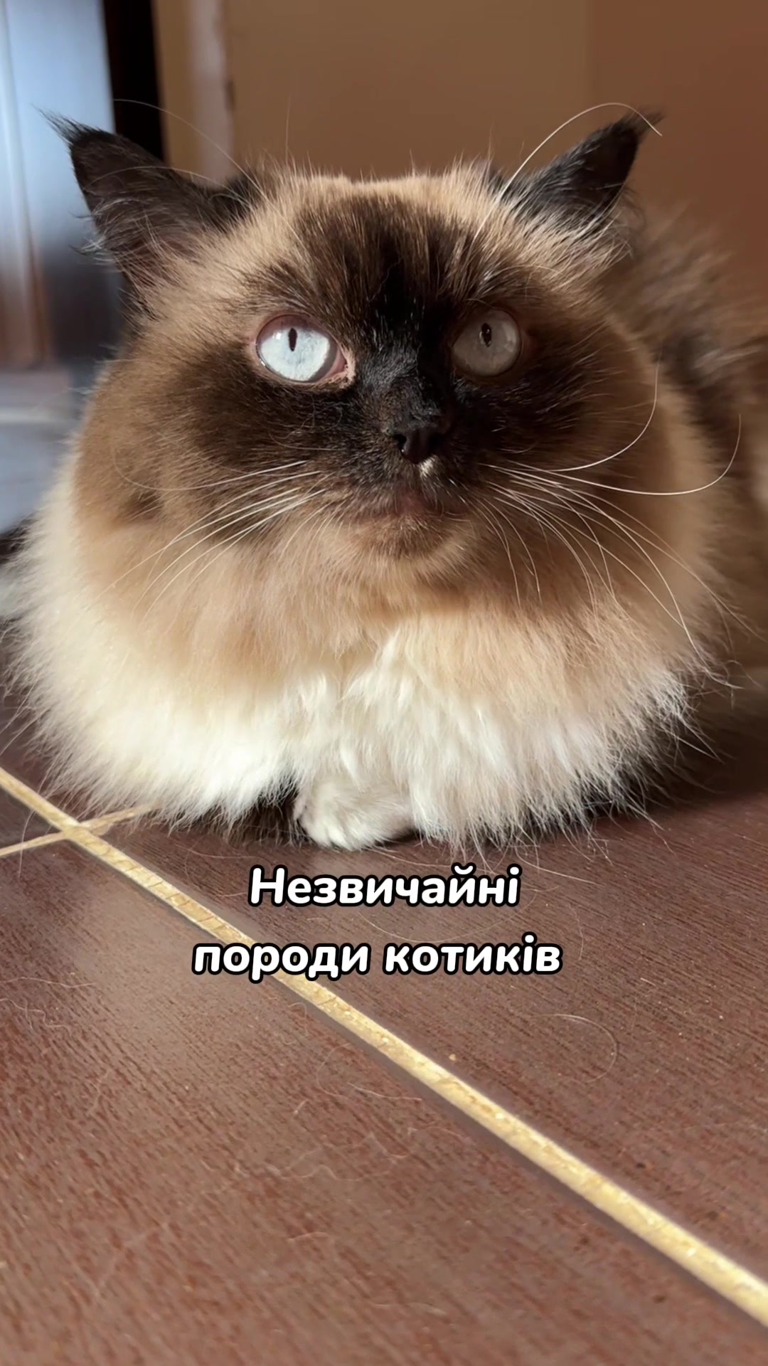 @Місс КІСЯ