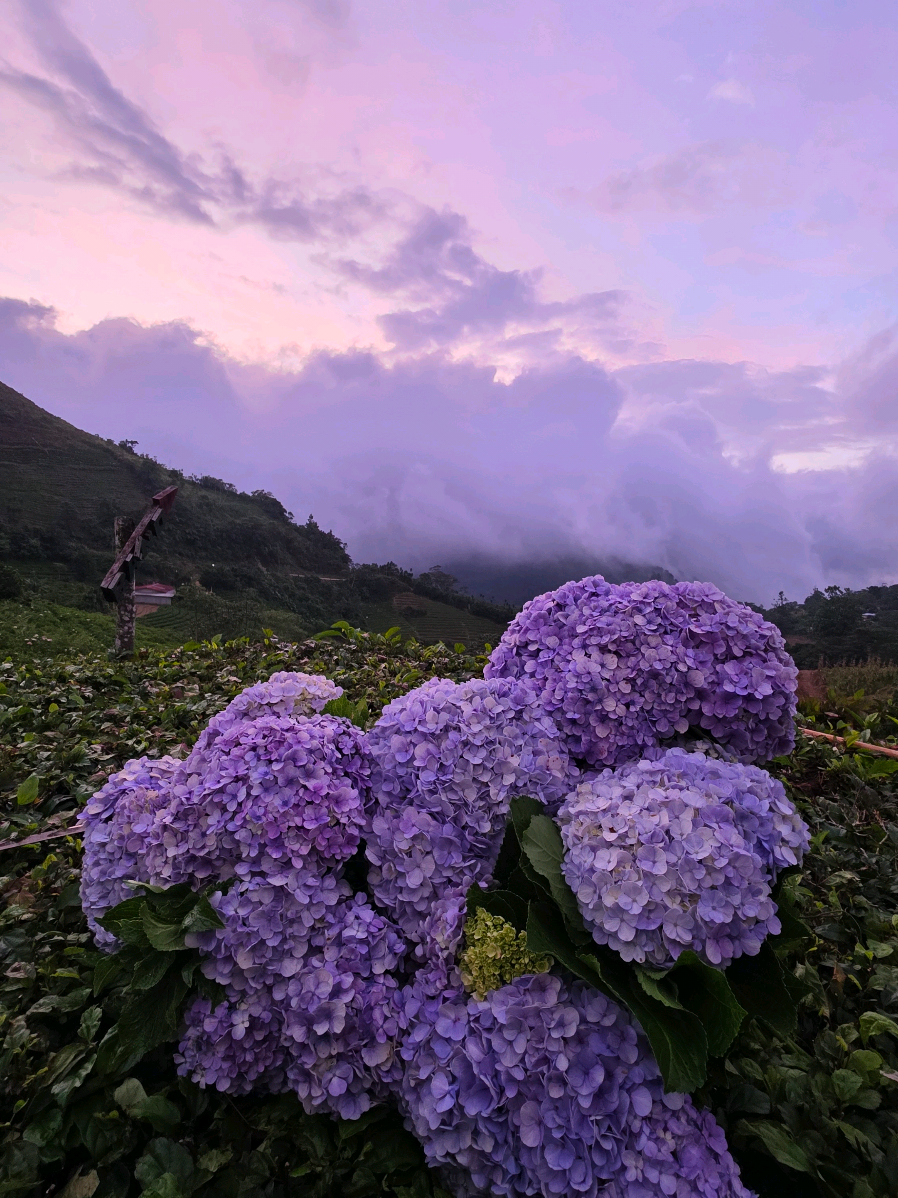 @Goviajeshn
