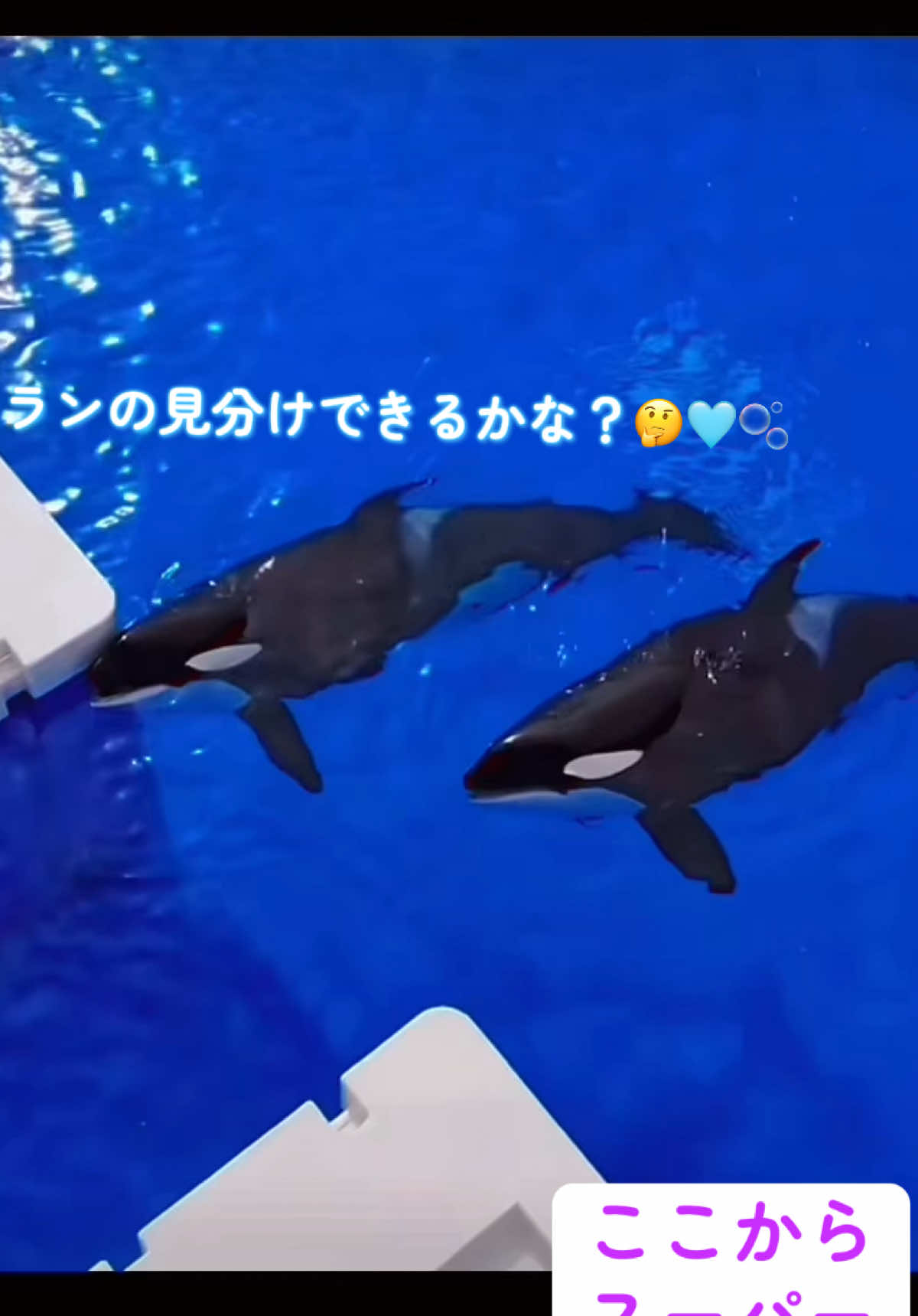 @️シャチが癒し️🌈️️🫧